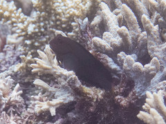 Cirripectes imitator