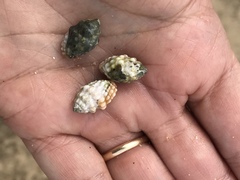 Vexillum cancellarioides