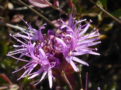 Monardella purpurea