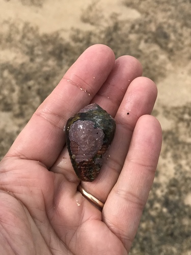Conus catus observed 2018-03-09