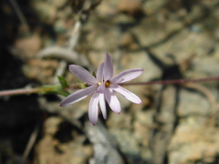 Lessingia micradenia micradenia
