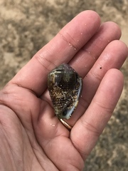 Conus catus