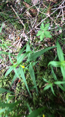 Melampyrum sylvaticum