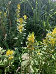 Lysimachia punctata