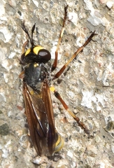 Physocephala laticincta