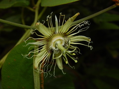 Passiflora auriculata