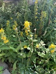 Lysimachia punctata