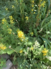 Lysimachia punctata
