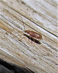 Ptinus