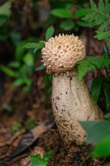Amanita castanopsidis