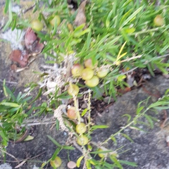 Asparagus falcatus