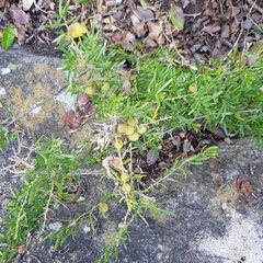 Asparagus falcatus