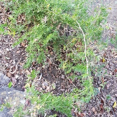 Asparagus falcatus