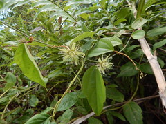 Passiflora auriculata