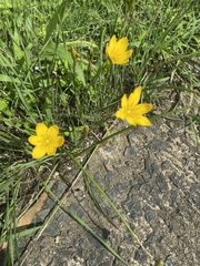 Zephyranthes citrina