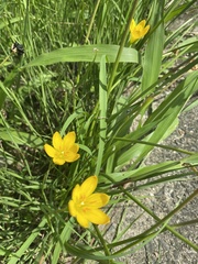 Zephyranthes citrina