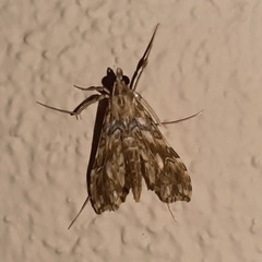 Rhectosemia