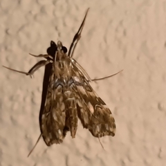Rhectosemia