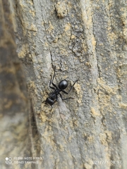 Cephalotes atratus