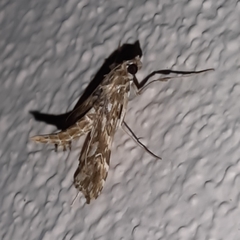 Rhectosemia