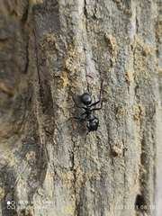 Cephalotes atratus