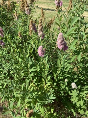 Spiraea salicifolia