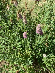 Spiraea salicifolia