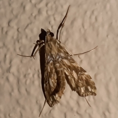 Rhectosemia
