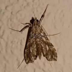 Rhectosemia