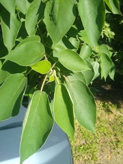 Broussonetia papyrifera