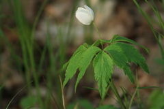 Anemonoides lancifolia