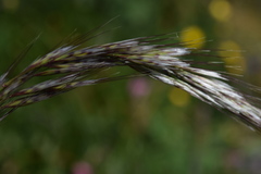 Helictochloa praeusta