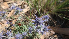 Eryngium dilatatum