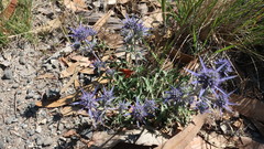 Eryngium dilatatum