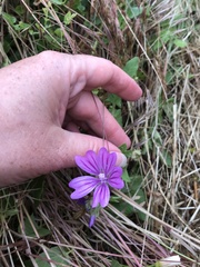 Malva sylvestris sylvestris