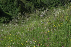 Helictochloa praeusta