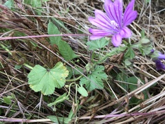 Malva sylvestris sylvestris