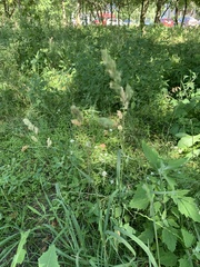 Dactylis glomerata