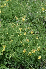 Astragalus penduliflorus