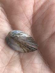 Dreissena polymorpha