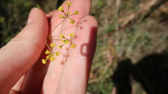 Bupleurum rigidum