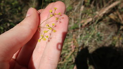 Bupleurum rigidum