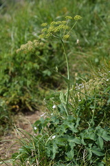 Laserpitium gaudinii