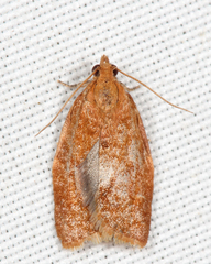 Clepsis consimilana
