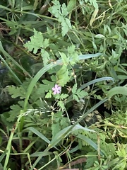 Geranium robertianum