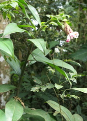 Costus acreanus