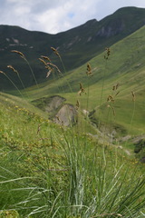 Festuca paniculata