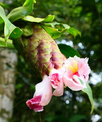 Costus acreanus