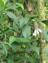 Costus acreanus