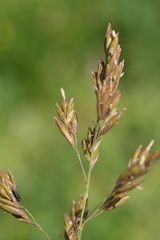 Festuca paniculata